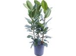 Banyan Tree - Ficus Audrey - 3 Piante - Pianta Da Appartamento - Ø27Cm - ↕105Cm - Pianta Verde Tropicale Con Foglie Lucide - Facile Da Curare E Decorativa