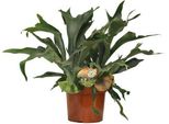 Felce Staghorn - Platycerium Bifurcatum - Pianta D'appartamento - Ø26Cm - Altezza Circa 80Cm - Pianta Pensile Di Facile Manutenzione E Purificatore D'aria