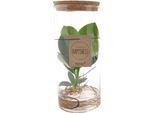 Clusia In Vetro Tubolare Medio - Ø12Cm X ↕30Cm - Pianta Idroponica In Vetro - Pianta Decorativa Di Facile Manutenzione Per Soggiorno, Ufficio E Giardino D'inverno - Idea Regalo Dal Design Moderno