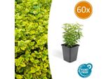 Euonymus Fortunei 'Emerald 'N Gold' - 60 Piante - ↕10-25Cm - Ø9Cm - Sempreverde - Coprisuolo, Siepe E Pianta Solitaria