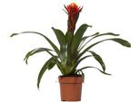 Bromeliacea - Guzmania Happiness - Pianta D'appartamento - Ø12Cm - ↕45Cm - Pianta Fiorita Esotica Con Brattee Luminose - Facile Da Curare E Decorativa