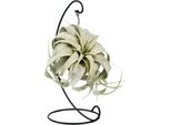 Pianta D'aria Tillandsia King Xero - Ø12Cm - ↕23Cm - Tillandsia Di Facile Cura Senza Terra - Pianta D'appartamento Esotica Per Soggiorno, Ufficio E Arredamento Moderno