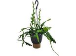Cactus A Foglia Di Sega Epiphyllum Anguliger - Ø14Cm - ↕35Cm - Pianta D'appartamento Di Facile Cura Con Crescita Esotica - Cactus A Spina Di Pesce Per Soggiorno, Ufficio E Giardino D'inverno