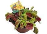 Trappola Di Venere - Dionaea Muscipula - Pianta Carnivora - Ø12Cm - ↕12Cm - Pianta D'appartamento Esotica Con Foglie Intrappolanti - Facile Da Curare E Decorativa