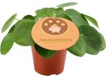 Albero Dei Soldi Cinese - Pilea Peperomioides - Ø12Cm - ↕20Cm - Pianta D'appartamento Di Tendenza Con Foglie Rotonde - Facile Da Curare E Purificante Dell'aria