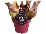 Sarracenia Venosa - Pianta Da Vaso - Pianta Da Appartamento - Ø12Cm - Circa 20Cm - Facile Da Curare Ed Esotica
