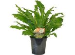 Felce Da Nido - Asplenium Campio - Pianta Da Appartamento - Ø17Cm X ↕50Cm - Felce Decorativa Per Soggiorno, Ufficio E Interni