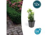 Euonymus Japonicus 'Green Spire' - 12 Piante - ↕10-25Cm - Ø9Cm - Bosso Di Sostituzione, Da Siepe E Solitario - Sempreverde E Facile Da Curare