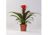 Bromeliacea - Guzmania Hope - Pianta Da Appartamento - Ø12Cm - ↕40Cm - Pianta Fiorita Esotica Con Brattee Rosse E Arancioni - Facile Da Curare E Decorativa
