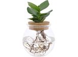 Clusia In Vaso Sferico Con Tappo A Scatto - Ø12Cm - ↕30Cm - Decorazione Idroponica Con Piante Verdi - Vaso Per Piante Di Facile Manutenzione Per Soggiorno, Ufficio E Giardino D'inverno