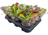 Pianta Carnivora - Nepenthes Alata - Pianta Da Brocca - Ø12Cm - ↕17Cm - Pianta D'appartamento Esotica Con Trappole Decorative Da Brocca - Facile Da Curare E Decorativa