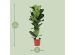 Fico Violino - Ficus Lyrata - Pianta D'appartamento - Ø21Cm - Altezza Circa 90Cm - Pianta Verde Decorativa Con Grandi Foglie A Forma Di Violino - Facile Da Curare E Purificatrice Dell'aria