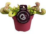 Pianta Pappagallo Sarracenia Psittacina - Pianta Da Appartamento - Ø12Cm - ↕13Cm - Pianta Carnivora Esotica - Facile Da Curare E Adatta All'ombra Parziale - Per Interni E Piccoli Giardini