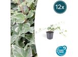 Edera Bianco-Verde Hedera Helix 'Glacier' - 12 Piante - ↕10-25Cm - Ø9Cm - Versatile Copertura Del Terreno E Pianta Da Siepe - Facile Da Curare E A Crescita Rapida - Per Sole E Ombra