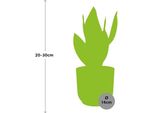 Canapa A Fiocco Sansevieria Futura Superba - Lingua Di Suocera - Pianta D'appartamento Con Vaso Decorativo Vibes Folding Yellow - 14Cm - Purificante Dell'aria, Robusta E Facile Da Curare - Per Il Soggiorno E L'ufficio