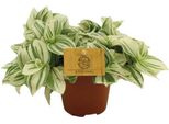 Fiore Triplo - Tradescantia Brightness - Pianta D'appartamento - Ø12Cm - ↕20Cm - Pianta Verde Facile Da Curare E Decorativa Con Foglie A Forma Di V