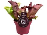 Sarracenia - Pianta Da Vaso - Pianta Da Appartamento - Ø12Cm - Circa 20Cm - Facile Da Curare Ed Esotica
