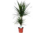 Drago - Dracaena Marginata - Pianta D'appartamento - Ø17Cm - Altezza Circa 75Cm - Pianta Verde Di Facile Manutenzione Per Soggiorno Ufficio Corridoio