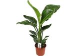 Strelitzia Arborea - Strelitzia Nicolai - Fiore Di Uccello Del Paradiso - Ø17Cm ↕70Cm - Pianta D'appartamento Tropicale Con Decorazione Di Foglie Esotiche