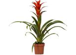 Bromeliacea - Guzmania Ostara - Pianta Da Appartamento - Ø12Cm - ↕45Cm - Pianta Fiorita Esotica - Pianta Decorativa Di Facile Cura Per La Casa E L'ufficio