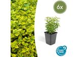Euonymus Fortunei 'Emerald 'N Gold' - 6 Piante - ↕10-25Cm - Ø9Cm - Sempreverde, Fogliame Giallo-Verde - Siepe, Aiuola & Esemplare - Facile Da Curare