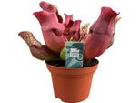 Pianta Carnivora Sarracenia Maroon - Pianta Tubolare - Ø12Cm - ↕23Cm - Pianta D'appartamento Esotica Con Vistose Brocche - Facile Da Curare E Che Purifica L'aria - Per Ambienti Interni Ed Esterni Protetti