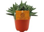 Succulente - Crassula Tenelli - Pianta Di Giada - Ø11Cm - Altezza Circa 15Cm - Pianta Da Appartamento Decorativa Con Foglie Carnose - Facile Da Curare E Robusta