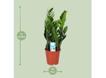 Piuma Fortunata - Zamioculcas Zamiifolia - Ø17Cm - Altezza Circa 60Cm - Pianta D'appartamento Facile Da Curare Per Ambienti Semi-Ombreggiati - Pianta Verde Che Purifica L'aria