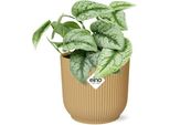 Edera - Scindapsus Pictus 'Trebie' - Pianta D'appartamento In Vaso Vibes Fold 14Cm Giallo - Rampicante Decorativo Con Effetto Purificatore Dell'aria