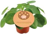 Pilea Peperomioides - Albero Dei Soldi Cinese - Ø12Cm - ↕20Cm - Pianta D'appartamento Di Tendenza Con Foglie Rotonde - Facile Da Curare E Decorativa - Pianta Verde Purificatrice Dell'aria