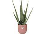 Vera Aloe - Aloe Vera - Pianta D'appartamento - Altezza Circa 12 Cm - Vaso Plissettato Ø14 Cm Pink Vibes - Succulenta Di Facile Cura Con Effetto Purificante Dell'aria