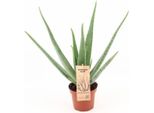 Aloe Vera - Aloe Vera - Ø14Cm - ↕45Cm Pianta - Pianta Medicinale Di Facile Manutenzione Per Casa E Ufficio