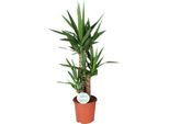 Giglio Di Palma - Yucca - Pianta D'appartamento - Ø21Cm - Altezza Circa 90Cm - Pianta Verde Di Facile Manutenzione Per Il Soggiorno, L'ufficio, Il Corridoio