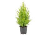 Cipresso Da Interno - Cupressus Macrocarpa Goldcrest Wilma - Ø14Cm - ↕55Cm - Elegante Conifera Con Aghi Giallo Oro - Pianta Da Appartamento Di Facile Manutenzione Per Soggiorno, Ufficio E Giardino D'inverno