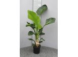 Albero Di Strelitzia Strelitzia Nicolai - Pianta Da Appartamento - Ø17Cm - Altezza Circa 70Cm - Uccello Esotico Del Paradiso Per La Casa