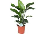 Strelitzia Arborea - Strelitzia Nicolai - Pianta D'appartamento - Ø21Cm - Altezza Circa 80Cm - Fiore Esotico Dell'uccello Del Paradiso Con Foglie Grandi - Pianta Decorativa Tropicale Di Facile Cura
