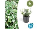 Arbusto Rampicante Euonymus Fortunei 'Emerald 'N Gaiety' - 6 Piante - ↕10-25Cm - Ø9Cm - Resistente E Facile Da Curare - Copertura Del Terreno, Siepe E Pianta Solitaria