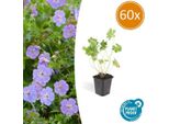 Geranio Rozanne - 60 Piante - ↕10-25Cm - Ø9Cm - Robusta Pianta Coprisuolo - Fiori Viola Da Maggio All'autunno - Facile Da Curare E Resistente Alle Malattie