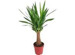 Giglio Delle Palme - Yucca "Maya Tree"" A Stelo Multiplo - Pianta Da Appartamento 80Cm - Ø19Cm - Pianta Sempreverde Con Foglie A Forma Di Spada - Pianta Verde Esotica E Facile Da Curare Per Soggiorno, Ufficio E Giardino D'inverno"