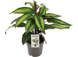 Calathea Majestica Princeps - Cesto Marante - Pianta D'appartamento - Ø14Cm - Altezza Circa 45Cm - Foglie Tropicali - Purificante E Facile Da Curare
