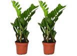 Zamioculcas Zamiifolia - Piuma Fortunata - 2 Piante - Ø12Cm - Altezza Circa 40Cm - Piante D'appartamento Facili Da Curare Con Foglie Lucide - Piante Verdi Robuste Per Soggiorno E Ufficio