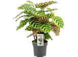 Calathea Makoyana - Cesto Di Pavoni - Pianta D'appartamento ↕45Cm - Ø14Cm - Pianta Tropicale Con Un Sorprendente Motivo A Foglie - Pianta Verde Esotica Per Il Soggiorno E L'ufficio