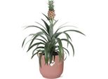 Pianta Di Ananas Pineapple Mi Amigo - Pianta Da Appartamento Con Vaso Decorativo Vibes Fold Pink Ø14Cm - Pianta Tropicale Esotica Con Frutti Decorativi - Purificante Dell'aria E Facile Da Curare - Per Soggiorno E Ufficio