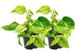 Epipremnum Marble Queen - Edera - 2 Piante - Ø15Cm / Ø12Cm - Piante D'appartamento Con Foglie Marmorizzate - Piante Verdi Di Facile Manutenzione In Confezione Doppia - Ideale Per Soggiorno E Ufficio