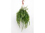 Lepismium Bolivianum - Cactus A Foglia - Pianta D'appartamento Appesa - Ø17Cm - Altezza Circa 25Cm - Pianta Esotica Appesa Facile Da Curare