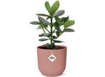 Melo Balsamico Clusia Princess - Albero Autografo - Pianta Da Appartamento Con Vaso Decorativo Vibes Fold Pink Ø14Cm - Pianta Decorativa Verde Con Foglie Spesse - Facile Da Curare E Purificante Dell'aria - Per Il Soggiorno E L'ufficio