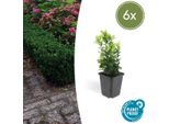Euonymus Japonicus 'Green Spire' – ↕10-25 Cm – Ø9 Cm – 6 Piante – Arbusto Sempreverde – Siepi, Aiuole E Solitari – Sole E Ombra – Facile Da Curare