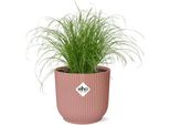 Erba Di Cipro A Foglie Alterne Cyperus Alternifolius Zumula - Pianta D'appartamento A Ombrello Con Vaso Decorativo Vibes Fold Pink Ø14Cm - Facile Da Curare E Che Purifica L'aria - Pianta Palustre Decorativa Per Soggiorno E Ufficio