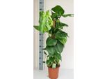Monstera Deliciosa - Pianta Da Appartamento A Foglia Di Finestra Con Fusto Di Muschio - Pianta Rampicante Tropicale Per Interni - Pianta Verde A Foglia Larga Per Soggiorno E Ufficio