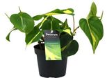 Baumfreund - Philodendron Brasil Scandens - Pianta Da Appartamento - Ø12Cm - Altezza Circa 20Cm - Pianta Rampicante Di Facile Manutenzione Per Casa, Ufficio E Interni